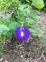 Clitoria ternatea