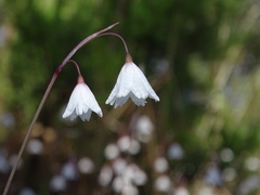 Acis autumnalis