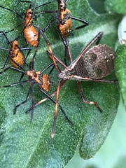 Leptoglossus phyllopus