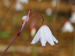 Acis autumnalis