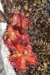 Drosera