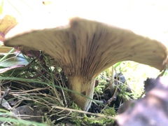 Paxillus involutus