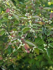 Ampelopsis glandulosa