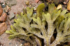 Fucus distichus