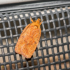 Agonopterix robiniella