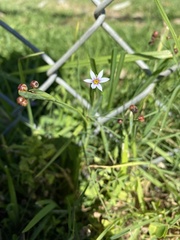 Sisyrinchium micranthum