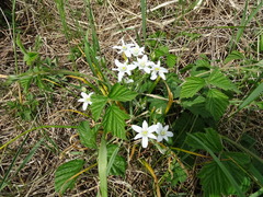 Ornithogalum umbellatum