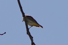 Vireo olivaceus