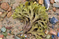 Fucus distichus