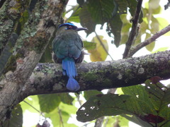 Momotus aequatorialis