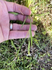 Sisyrinchium micranthum