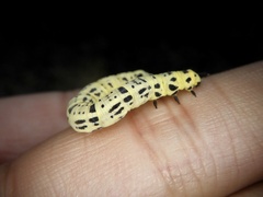 Cystidia truncangulata