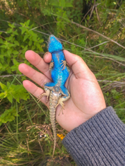 Sceloporus torquatus