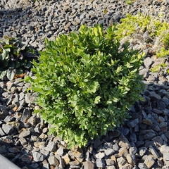 Buxus sempervirens