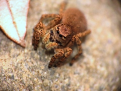 Aelurillus v-insignitus