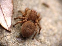 Aelurillus v-insignitus