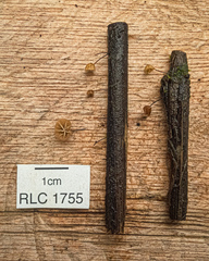 Physalacriaceae