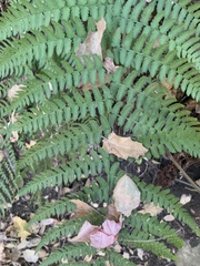 Dryopteris arguta