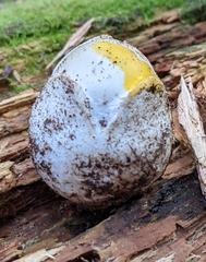 Amanita bisporigera