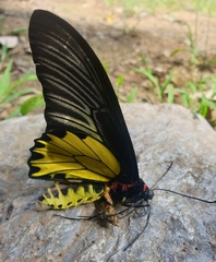 Troides aeacus