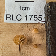Physalacriaceae