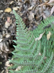 Dryopteris arguta