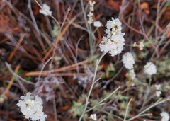 Eriogonum