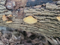 Crepidotus mollis