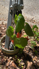 Abutilon theophrasti