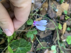 Primula meadia