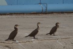 Phalacrocorax carbo