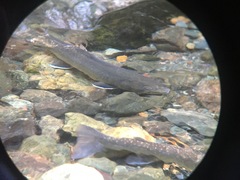 Salvelinus confluentus