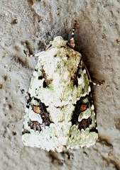 Lacinipolia laudabilis