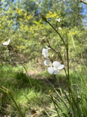 Libertia