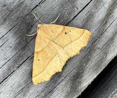 Tetracis jubararia