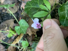 Primula meadia