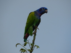 Pionus menstruus