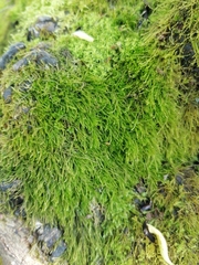 Amblystegium