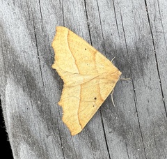 Tetracis jubararia