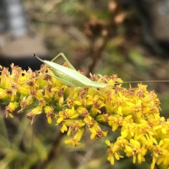 Oecanthus quadripunctatus