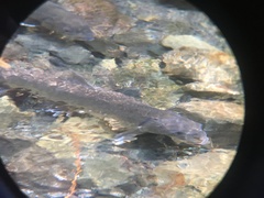 Salvelinus confluentus