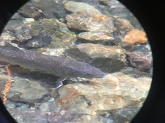 Salvelinus confluentus