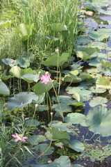 Nelumbo nucifera