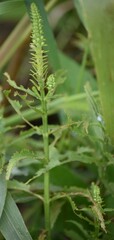 Physostegia virginiana