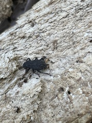 Asiopus minimus