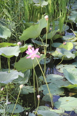 Nelumbo nucifera