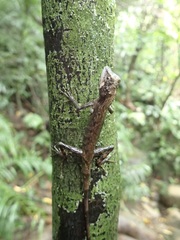 Diploderma polygonatum ishigakiense