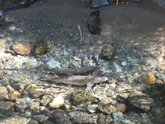 Salvelinus confluentus