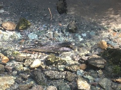 Salvelinus confluentus