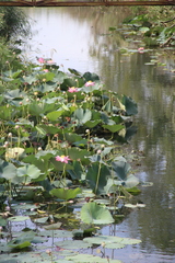 Nelumbo nucifera